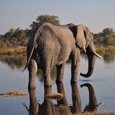African Horseback Safari