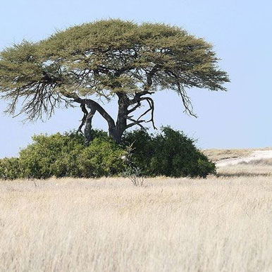 African Horseback Safari