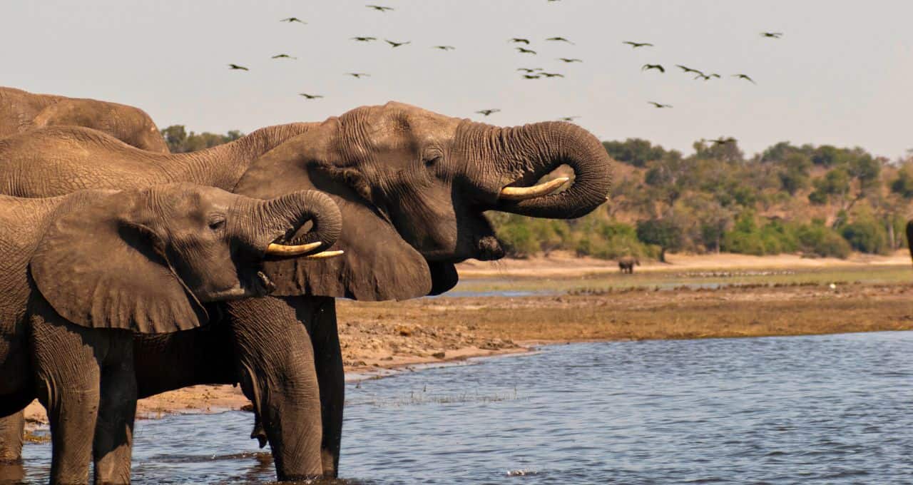 Botswana Widlife
