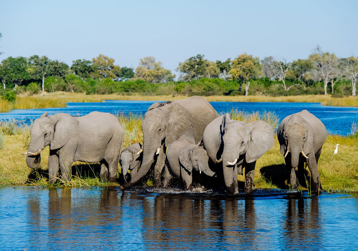 Best Time To Visit Botswana