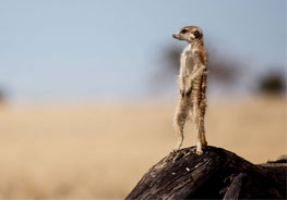  Best Time To Visit Central Kalahari