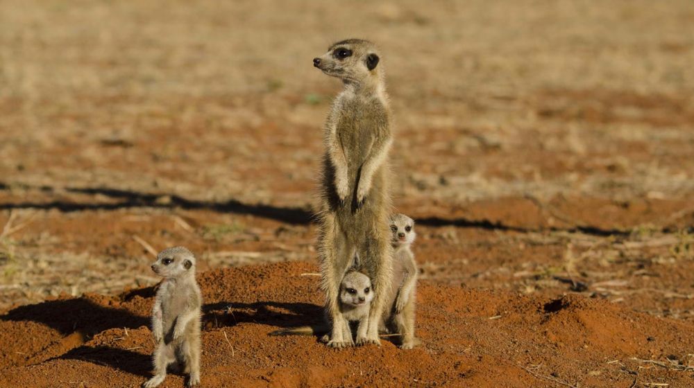 Best Time To Visit Central Kalahari