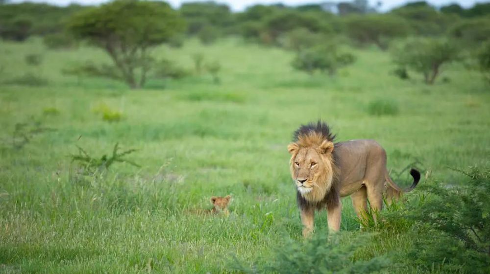 Best Time To Visit Central Kalahari