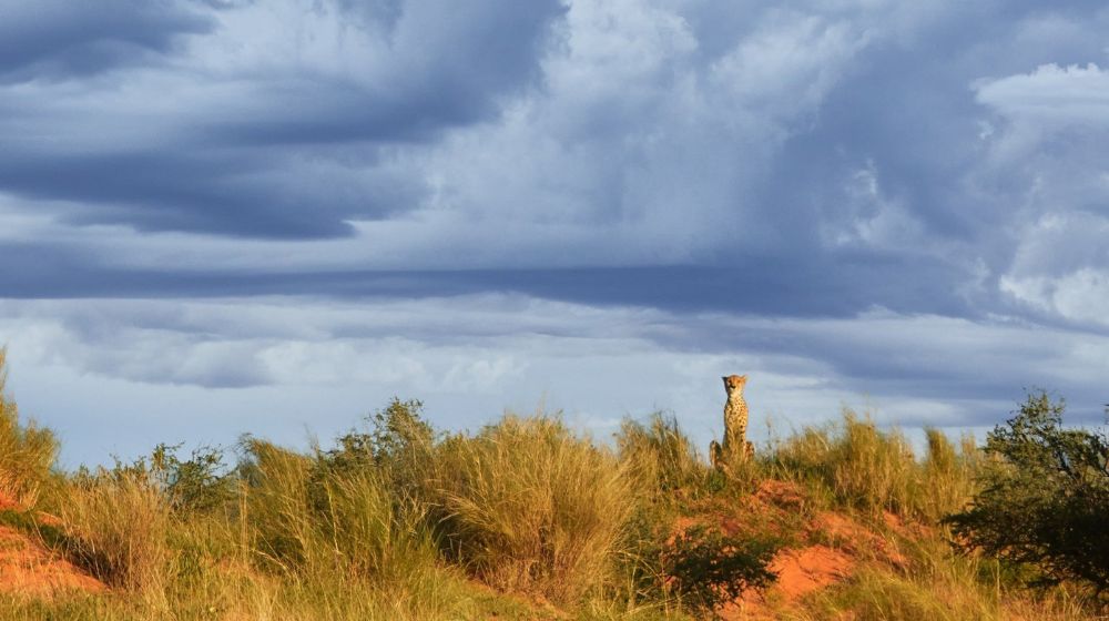 Best Time To Visit Central Kalahari