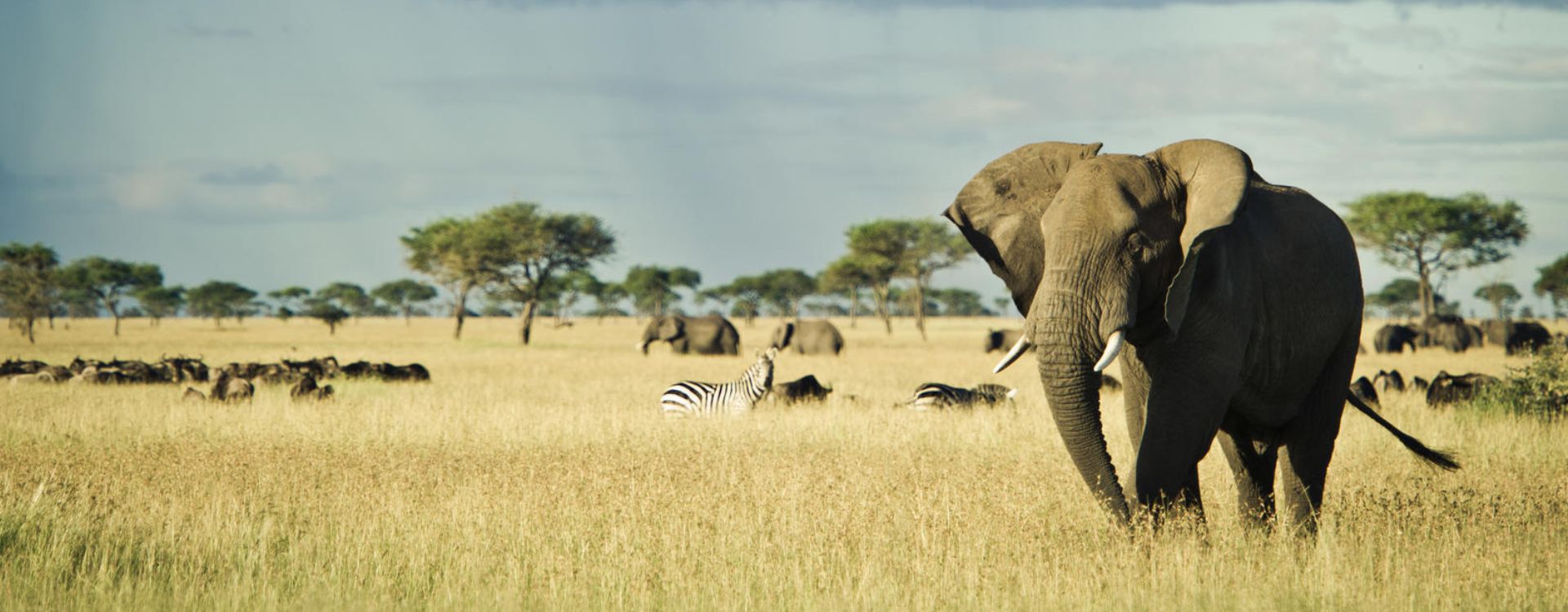 Best Time to Visit Chobe National Park