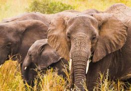 Best Time To Visit Chobe National Park