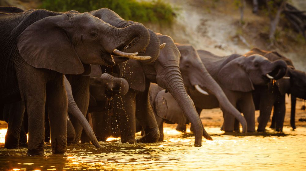 Best Time To Visit Chobe National Park