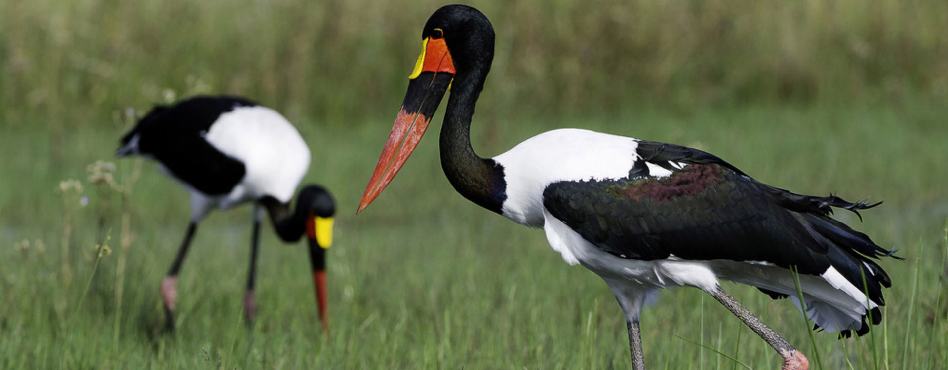 Victoria Falls Birding Safari