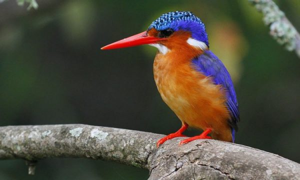 Birding Safari