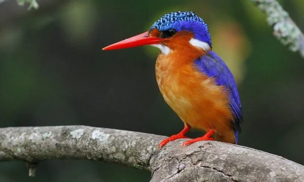 Victoria Falls Birding Safari 