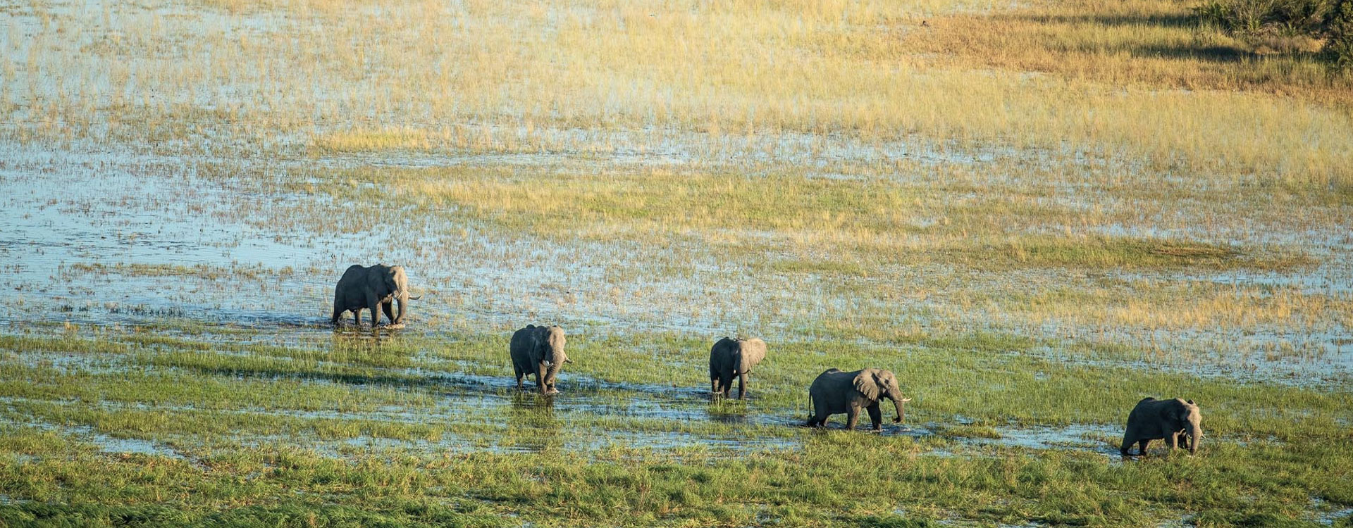 Botswana Wildlife