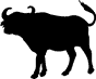 buffalo