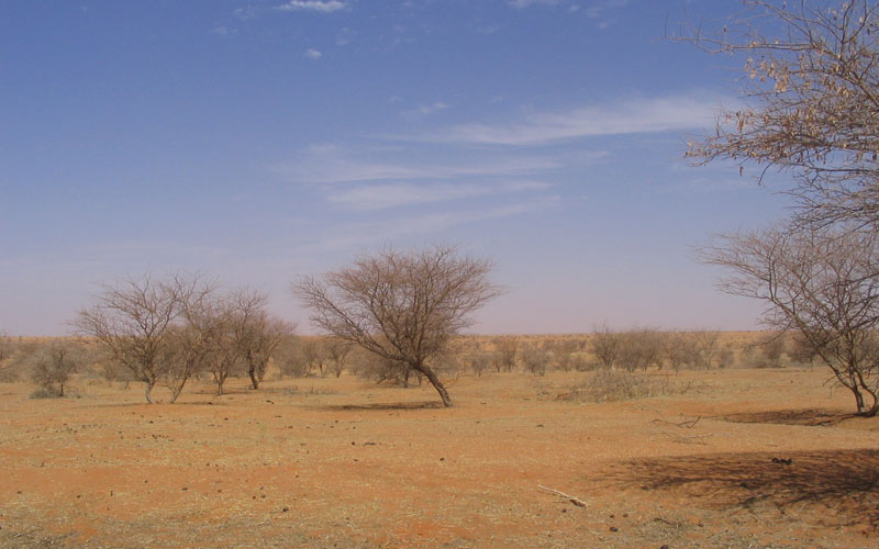 Climate - Falcon Safari