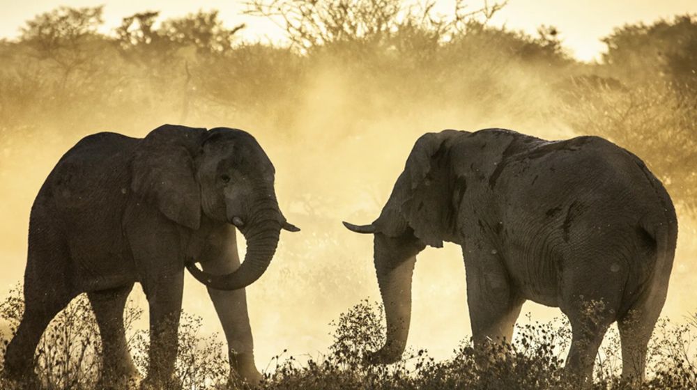 Chobe National Park Safari Cost