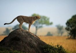  Chobe National Park Safari Package