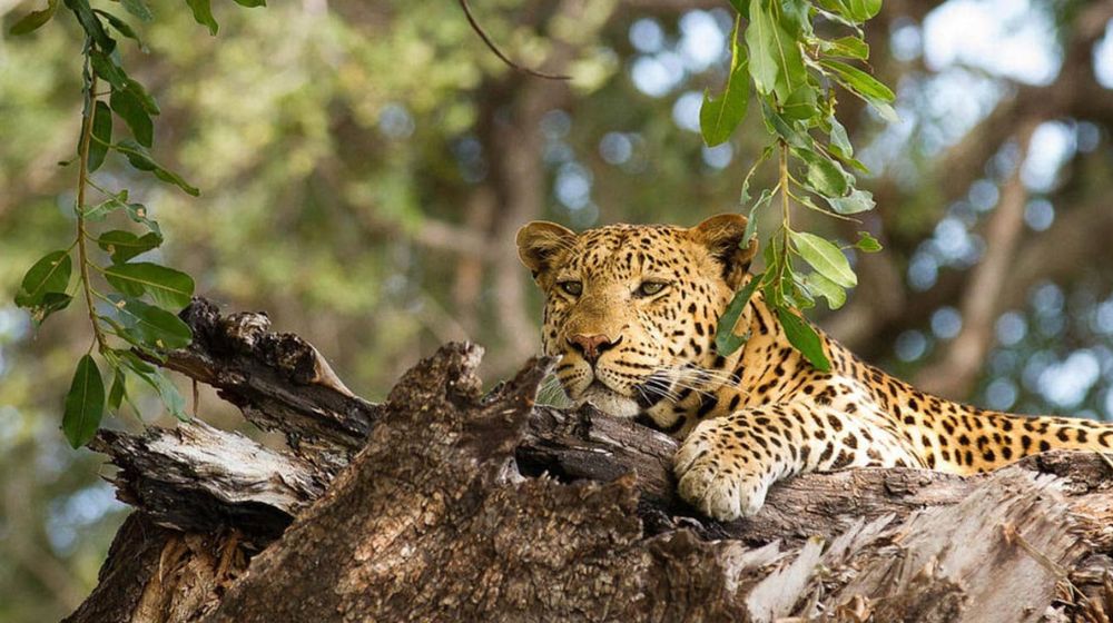 Chobe National Park Wildlife
