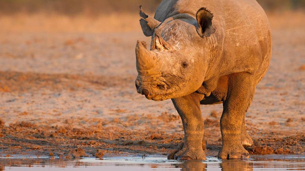 Chobe National Park Wildlife