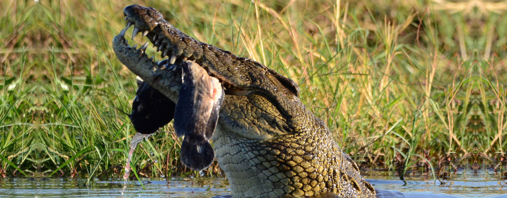 Crocodile Farm Victoria Falls