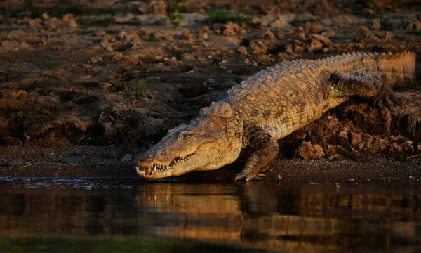 Crocodile Farm