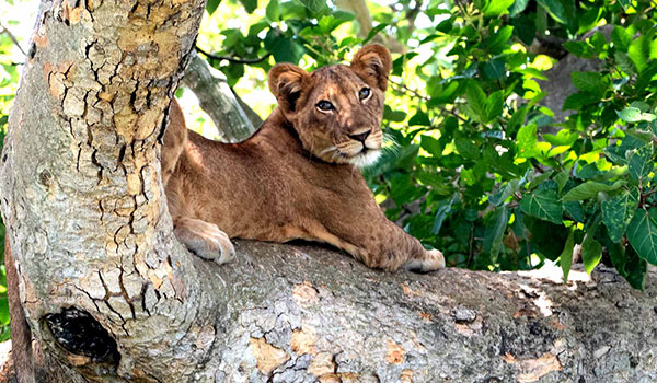 6 Days Queen Elizabeth And Kibale Safari