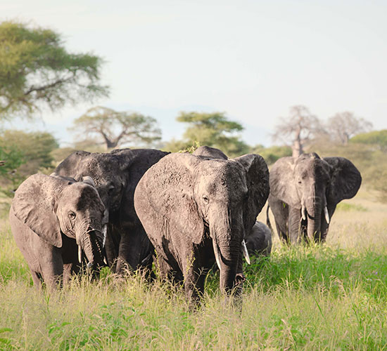 Tanzania