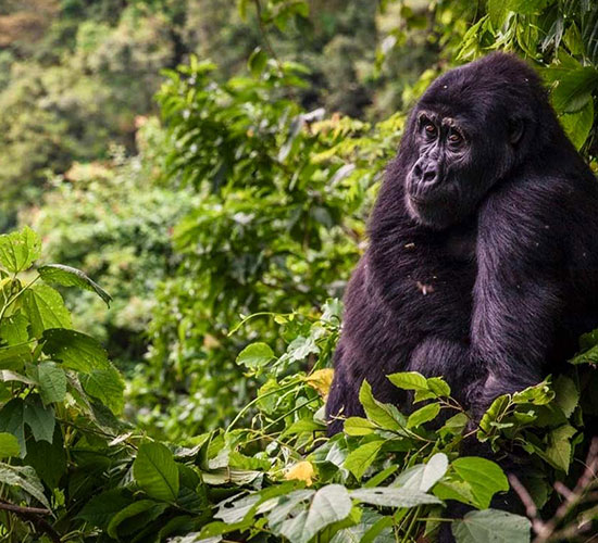 Uganda