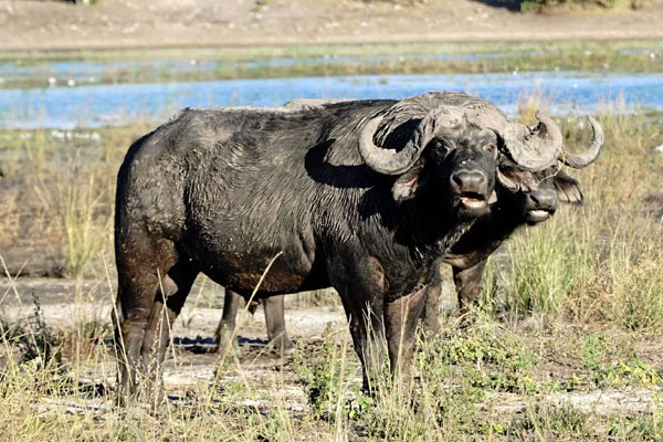 Chobe National Park