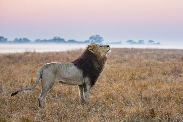 Kafue