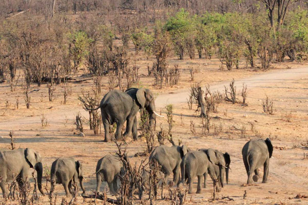 Hwange National Park
