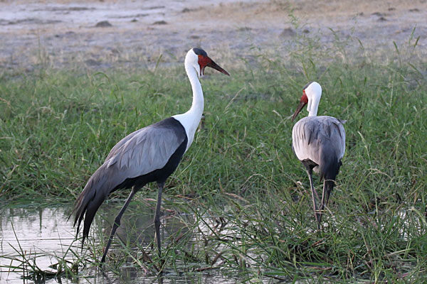 Caprivi