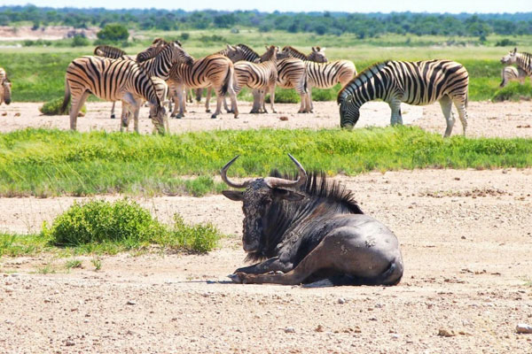 Etosha National Park