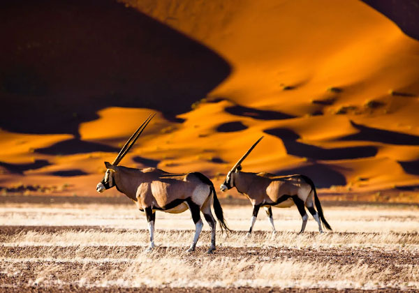 Namibia Destinations - Falcon Safari