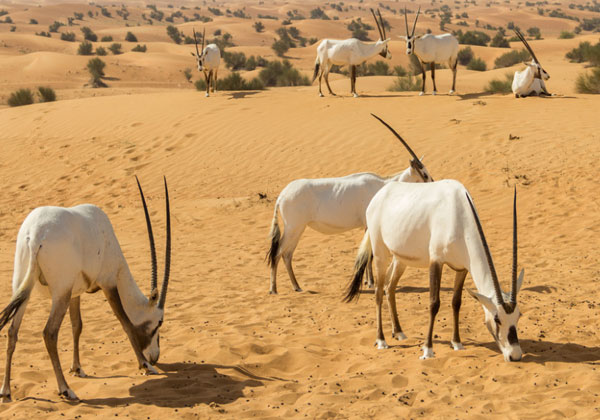Namibia Destinations - Falcon Safari