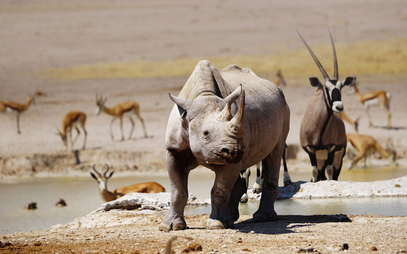 Wildlife - Namibia Destinations