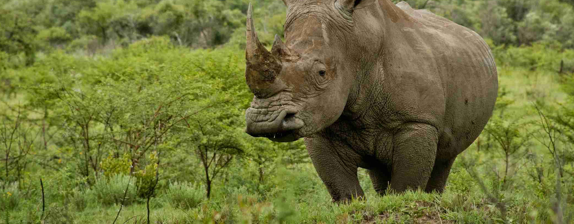 Pilanesberg
