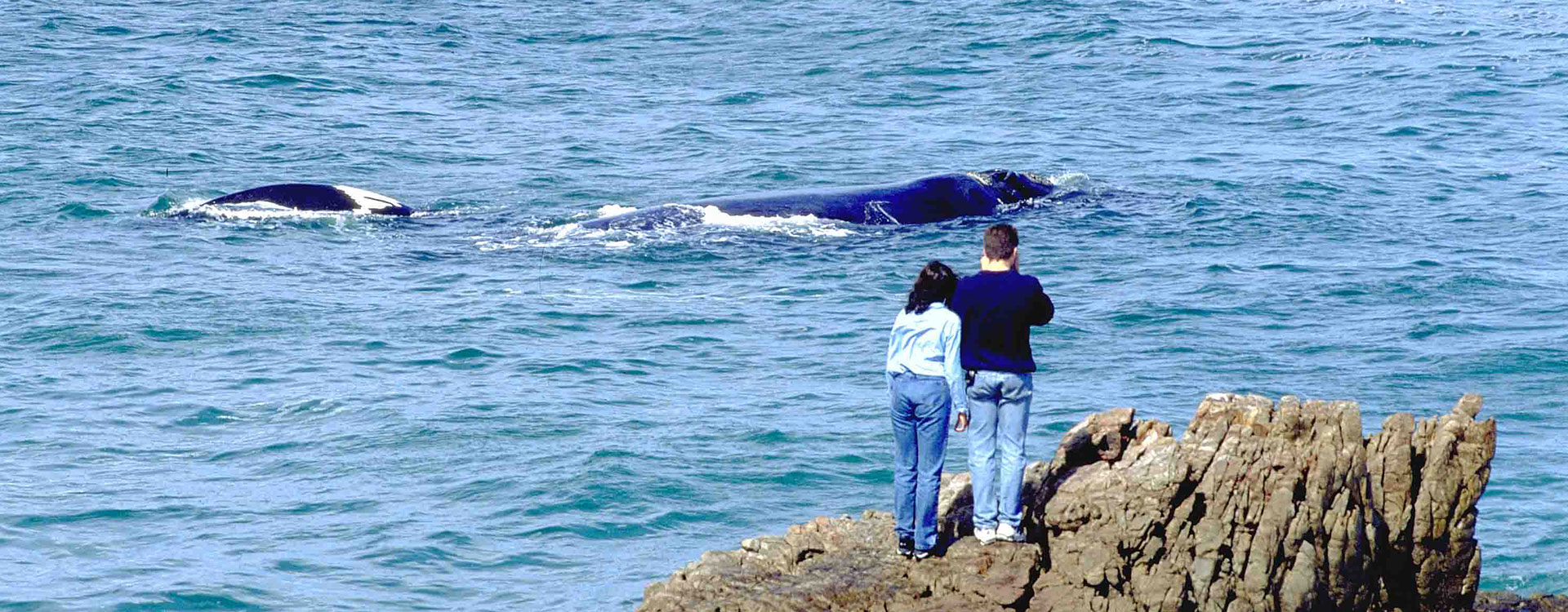 Full Day Cape Riviera & Whales