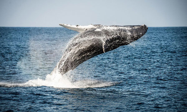 Full Day Cape Riviera & Whales
