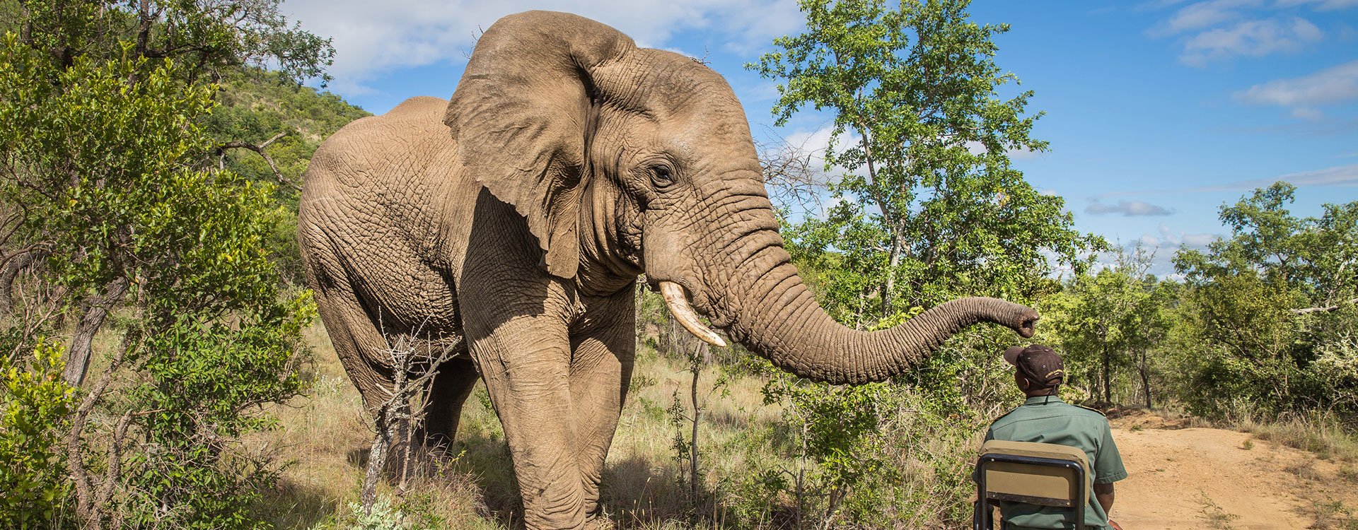 Full-Day Guided Safari in Kruger National Park