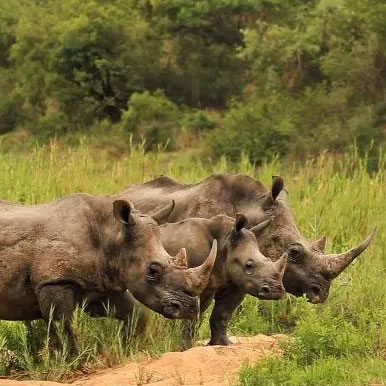 Full-Day Guided Safari in Kruger National Park