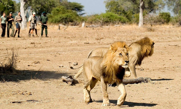 Full Day Safari to South Africa