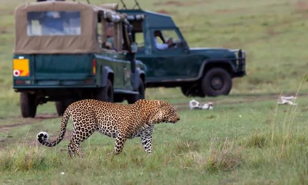 Victoria Falls Game Drive