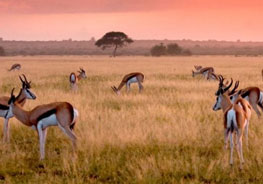 Getting To Central Kalahari