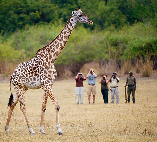 Walking Safaris