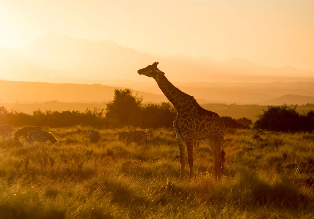 Gondwana Lodge