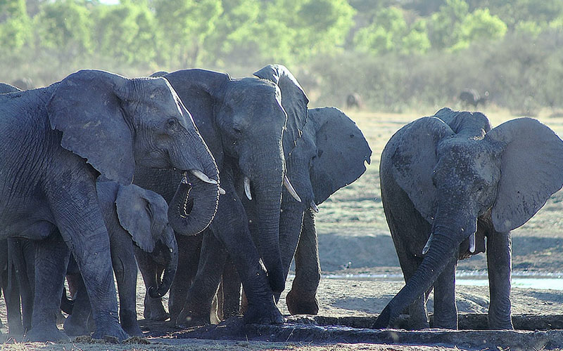 Gwango Elephant Lodge