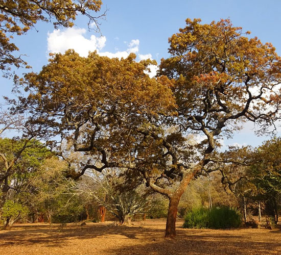 National Botanical Gardens