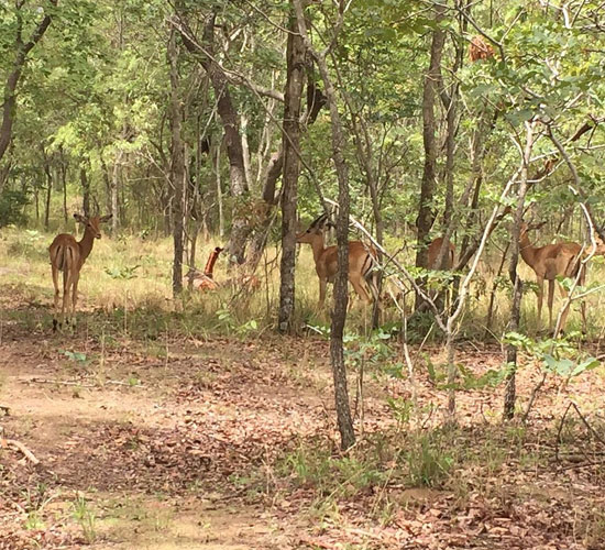 Lake Chivero Recreational Park