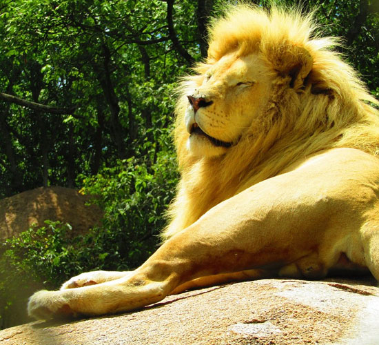 Lion and Cheetah Park