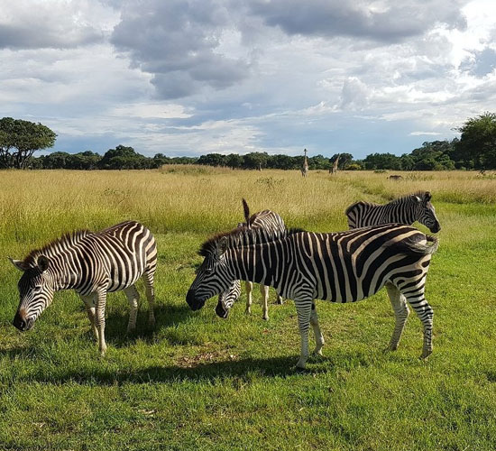  Mukuvisi Woodlands