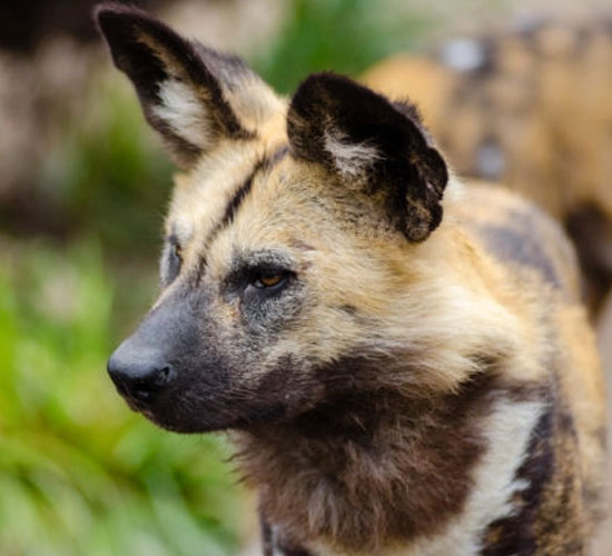 Painted Dogs Project Center